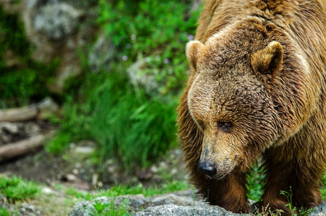 Kako odreagirati, če srečamo medveda?