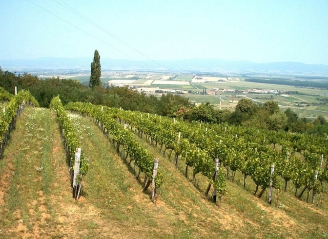 Slavonija je tudi dežela vinogradov