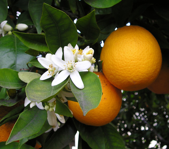 Zakaj bi morali jesti več citrusov?