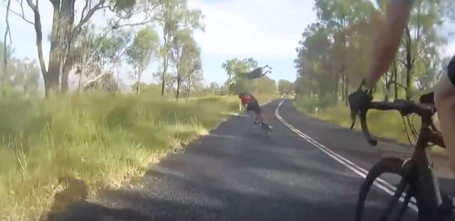 Kako je kenguru zbil kolesarko (VIDEO)