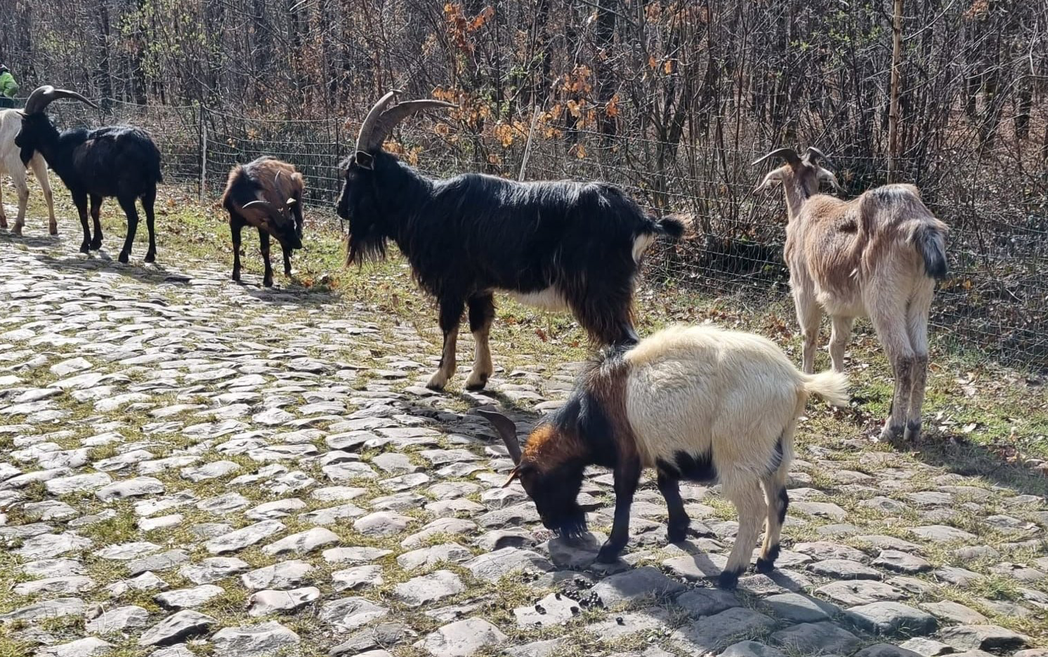 Ovce in koze na pomoč v Arenberški gozd